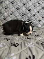 Maverick, a male Boston Terrier for sale in Sarcoxie, MO – Photo 4 of 7