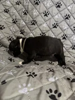 Maverick, a male Boston Terrier for sale in Sarcoxie, MO – Photo 6 of 7