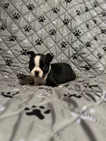 Maverick, a male Boston Terrier for sale in Sarcoxie, MO – Photo 3 of 7