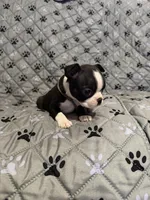 Maverick, a male Boston Terrier for sale in Sarcoxie, MO – Photo 7 of 7