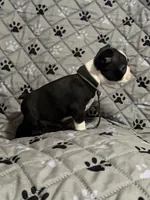 Maverick, a male Boston Terrier for sale in Sarcoxie, MO – Photo 2 of 7