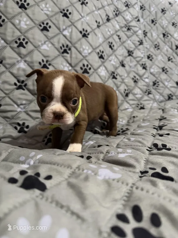 Butch – Boston Terrier puppy on hold in Sarcoxie, MO