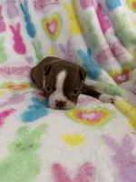 Butch, a male Boston Terrier for sale in Sarcoxie, MO – Photo 4 of 7
