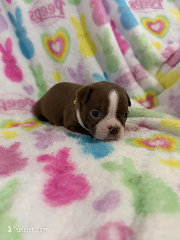 Butch – Boston Terrier puppy for sale in Sarcoxie, MO