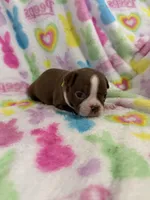Butch, a male Boston Terrier for sale in Sarcoxie, MO – Photo 1 of 7