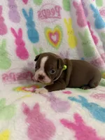 Butch, a male Boston Terrier for sale in Sarcoxie, MO – Photo 5 of 7