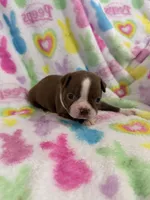 Butch, a male Boston Terrier for sale in Sarcoxie, MO – Photo 3 of 7