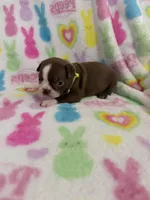 Butch, a male Boston Terrier for sale in Sarcoxie, MO – Photo 2 of 7