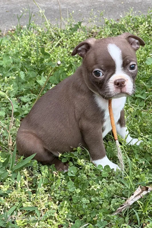 Winston, a male Boston Terrier for sale in Sarcoxie, MO – Photo 1 of 9
