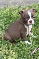Winston, a male Boston Terrier for sale in Sarcoxie, MO – Photo 1 of 9