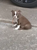 Winston, a male Boston Terrier for sale in Sarcoxie, MO – Photo 4 of 9