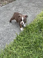Winston, a male Boston Terrier for sale in Sarcoxie, MO – Photo 8 of 9