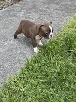 Winston, a male Boston Terrier for sale in Sarcoxie, MO – Photo 7 of 9