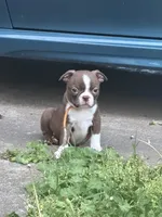 Winston, a male Boston Terrier for sale in Sarcoxie, MO – Photo 2 of 9