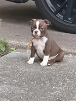 Winston, a male Boston Terrier for sale in Sarcoxie, MO – Photo 3 of 9