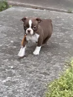 Winston, a male Boston Terrier for sale in Sarcoxie, MO – Photo 9 of 9