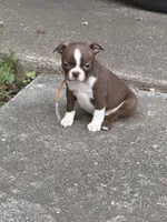 Winston, a male Boston Terrier for sale in Sarcoxie, MO – Photo 5 of 9