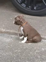 Winston, a male Boston Terrier for sale in Sarcoxie, MO – Photo 6 of 9