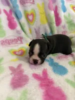 Spud, a male Boston Terrier for sale in Sarcoxie, MO – Photo 1 of 7