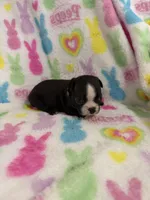 Spud, a male Boston Terrier for sale in Sarcoxie, MO – Photo 3 of 7