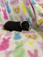 Spud, a male Boston Terrier for sale in Sarcoxie, MO – Photo 5 of 7