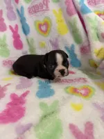 Spud, a male Boston Terrier for sale in Sarcoxie, MO – Photo 2 of 7