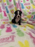 Spud, a male Boston Terrier for sale in Sarcoxie, MO – Photo 4 of 7