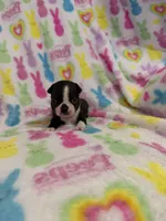 Mavrick, a male Boston Terrier for sale in Sarcoxie, MO – Photo 4 of 10