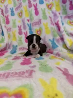 Mavrick, a male Boston Terrier for sale in Sarcoxie, MO – Photo 2 of 10