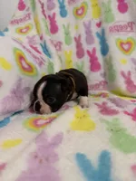 Mavrick, a male Boston Terrier for sale in Sarcoxie, MO – Photo 3 of 10