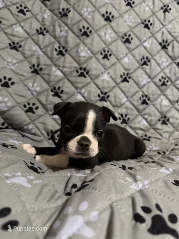 Mavrick – Boston Terrier puppy for sale in Sarcoxie, MO