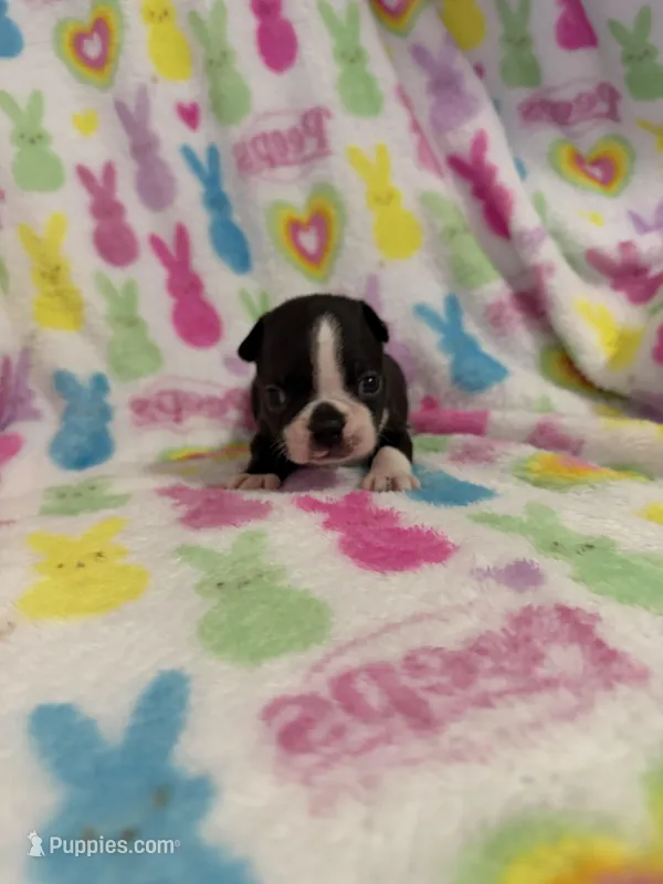 Mavrick – Boston Terrier puppy for sale in Sarcoxie, MO