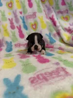 Mavrick, a male Boston Terrier for sale in Sarcoxie, MO – Photo 1 of 10
