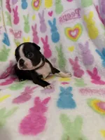 Mavrick, a male Boston Terrier for sale in Sarcoxie, MO – Photo 6 of 10