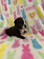 Mavrick, a male Boston Terrier for sale in Sarcoxie, MO – Photo 8 of 10