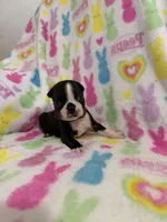 Mavrick, a male Boston Terrier for sale in Sarcoxie, MO – Photo 7 of 10