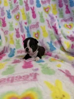 Mavrick, a male Boston Terrier for sale in Sarcoxie, MO – Photo 5 of 10
