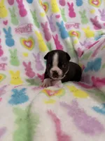 Kingston, a male Boston Terrier for sale in Sarcoxie, MO – Photo 3 of 9