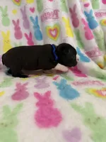 Kingston, a male Boston Terrier for sale in Sarcoxie, MO – Photo 6 of 9