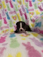 Kingston, a male Boston Terrier for sale in Sarcoxie, MO – Photo 2 of 9