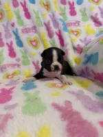 Kingston, a male Boston Terrier for sale in Sarcoxie, MO – Photo 7 of 9