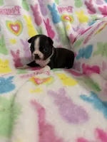 Kingston, a male Boston Terrier for sale in Sarcoxie, MO – Photo 4 of 9