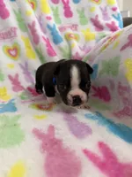 Kingston, a male Boston Terrier for sale in Sarcoxie, MO – Photo 1 of 9