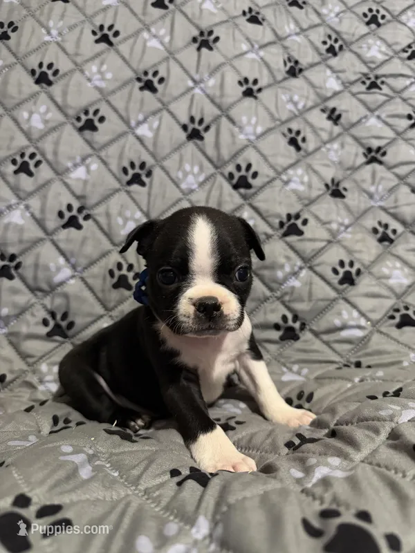 Kingston – Boston Terrier puppy for sale in Sarcoxie, MO