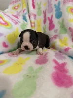 Blu, a male Boston Terrier for sale in Sarcoxie, MO – Photo 5 of 7