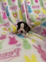 Blu, a male Boston Terrier for sale in Sarcoxie, MO – Photo 2 of 7