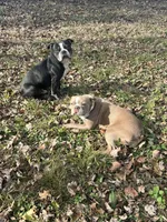 Scout, a male Boston Terrier for sale in Sarcoxie, MO – Photo 8 of 8