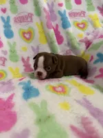 Scout, a male Boston Terrier for sale in Sarcoxie, MO – Photo 6 of 8