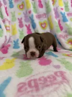 Scout, a male Boston Terrier for sale in Sarcoxie, MO – Photo 1 of 8