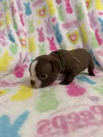 Scout, a male Boston Terrier for sale in Sarcoxie, MO – Photo 2 of 8